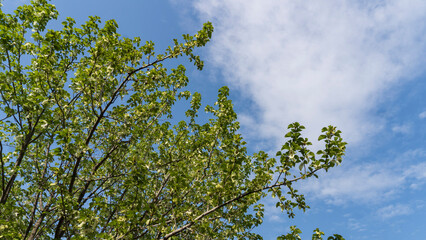 ハンカチノキ（Davidia involucrata）と空のコピースペース【日本・4月】／ミズキ科