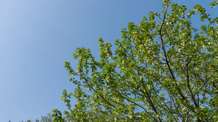 ハンカチノキ（Davidia involucrata）と空のコピースペース【日本・4月】／ミズキ科