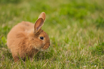 orange rabbit on the lawn grazes the grass