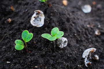 Germinated green radish sprouts in the ground close-up. Growing radishes in spring - obrazy, fototapety, plakaty