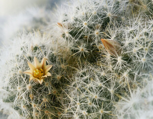Closeup of a cute beautiful yellow cactus flower. Soft focus. View from above. Nature.