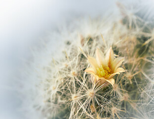 Closeup of a cute beautiful yellow cactus flower. Soft focus. View from above. Nature.