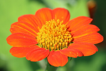 Cambodia. The red sunflower or Mexican sunflower is a plant in the family Asteraceae, which is native to the warmer and moister parts of North America. Siem Reap province. 
