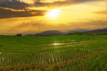 Fototapeta premium Rice field and sunset in Chiang mai, Thailand