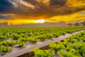 Natural scene lettuce field and sunset background