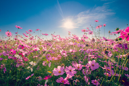 Natural view cosmos filed and sunset on garden background