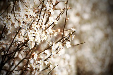 Fresh blossoms of the cherry plum (Prunus cerasifera)