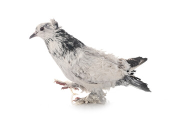Frillback pigeon in studio