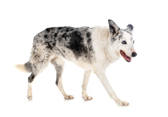 border collie in studio