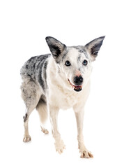 border collie in studio