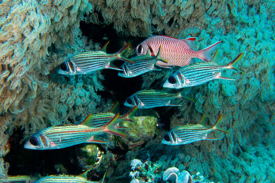 Gruppo di pesci scoiattolo, Neoniphon sammara, vicini a coralli molli del genere Xenia