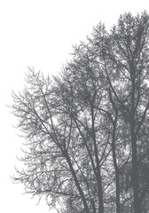 Silhouette of trees and branches on a white background. Realistic black and white illustration of poplars.