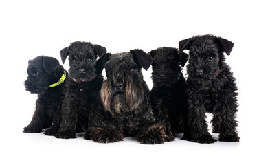 black miniature schnauzers in studio