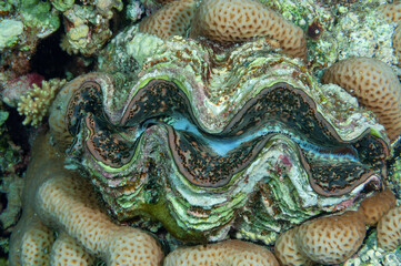 Primo piano di una Tridacne, grosso mollusco bivalve