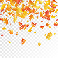 Oak, maple, wild ash rowan leaves vector, autumn foliage on transparent background.