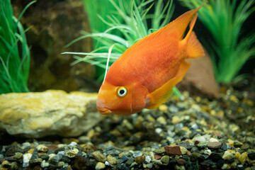 Cichlasoma red parrot fish in aquarium. Cute orange fish swimming close up.
