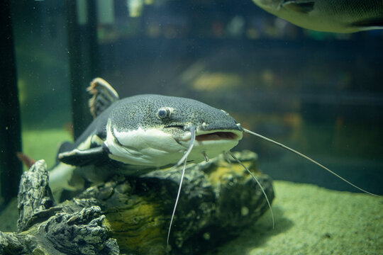 Catfish in the aquarium. Phractocephalus hemioliopterus freshwater fish.