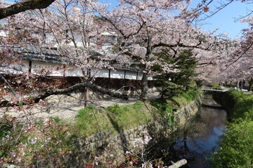 Japanese nature : Cherry blossoms and Tetsugakuno-michi Promenade and Biwako-sosui Stream between...