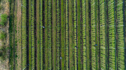 view from above on workers in rows of apple orchard field