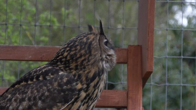 An Owl Inside A Cage In Castleview Open Farm, Cullohill, Ireland - close up