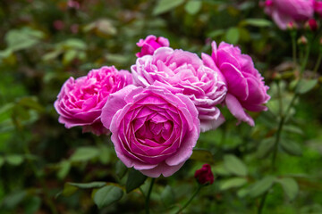 Rose - Flower, Rose Colored, Bush, Pink Color, Flower