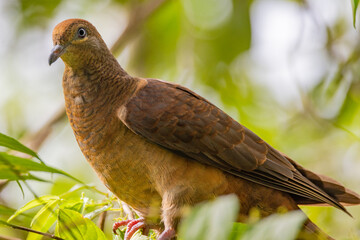 Brown Cuckoo-Dove in Queensland Australia