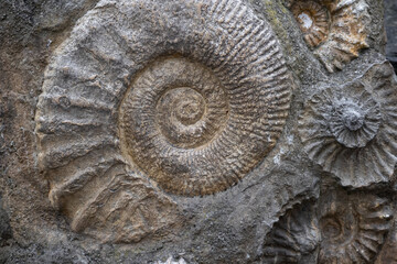 Ammonite Fossil  in Stone Background, Fossils