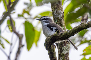White-browed Robin in Queensland Australia