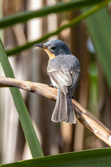 Leaden Flycatcher in Queensland Australia