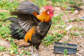 Thai hen or Bantam Chicken male look for food at plantation farm.