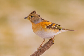 jer (Fringilla montifringilla)