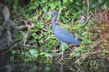 Aves de costa rica en su entorno natural en libertad