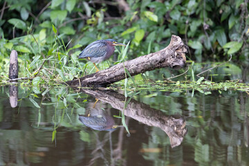 Aves de costa rica en su entorno natural en libertad