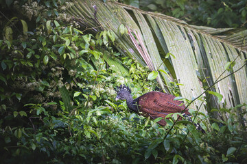 Aves de costa rica en su entorno natural en libertad