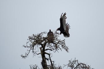 Vulture landing in a tree top