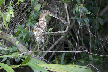 Aves de costa rica en su entorno natural en libertad