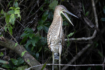 Aves de costa rica en su entorno natural en libertad