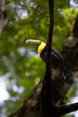 Aves de costa rica en su entorno natural en libertad