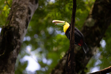 Aves de costa rica en su entorno natural en libertad