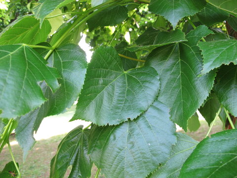 Green leaves of the Crimean lime, Tilia euchlora