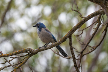 Blue Jay in the rain