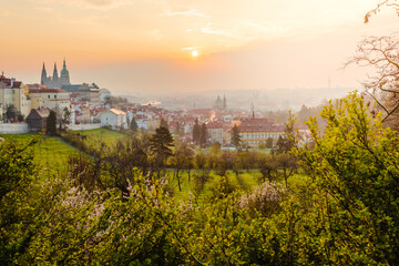 Obraz premium view of Prague Castle at sunrise from the blossoming Petřín Gardens. The dominant building of Prague. In the foreground flowering bushes in spring