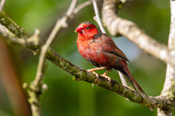Crimson Finch in Queensland Australia