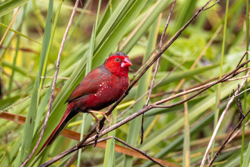 Crimson Finch in Queensland Australia