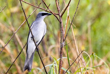 White-bellied Cuckooshrike in Queensland Australia