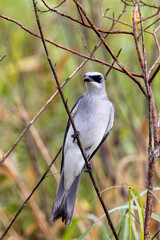 White-bellied Cuckooshrike in Queensland Australia