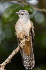Brush Cuckoo in Queensland Australia
