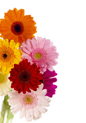 Daisy flower gerbera bouquet isolated. Colourful Gerbera daisies on a sparkly pastel background
