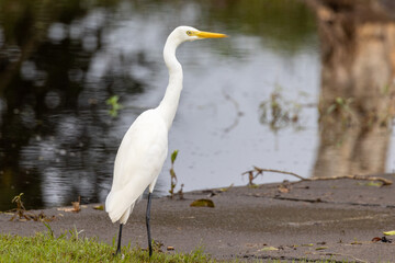 Intermediate or Plumed Egret in Queensland Australia