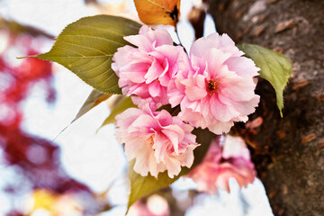 Pink flowers of wild cherry tree